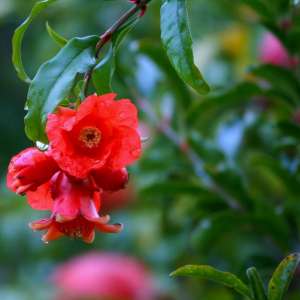 pomegranate blossoms young fruit new fruit min